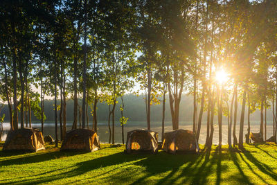 Sunlight streaming through trees on field