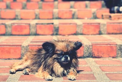 Portrait of puppy on brick wall