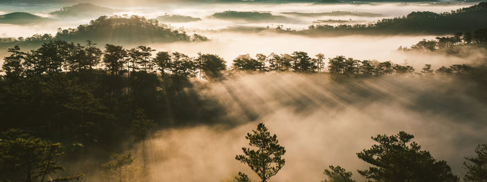 Sunlight streaming through trees against sky during sunset