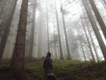 Trees in forest