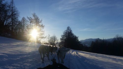 Rear view of dogs pulling sled on snow covered field against sky