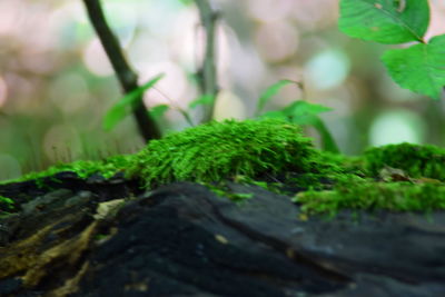 Close-up of moss