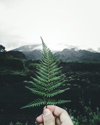 Close-up of hand holding plant against sky