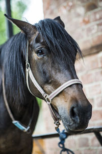 Close-up of a horse