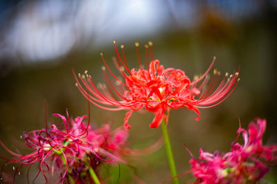 Close-up of pink flowering plant