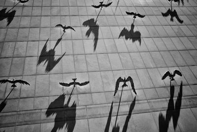 High angle view of birds