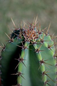 Close-up of prickly pear cactus