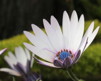 Close-up of flowers