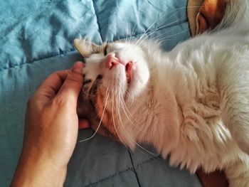 Close-up of hand with cat