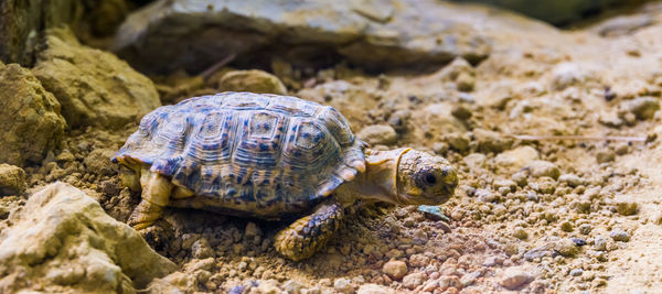 Close-up of turtle in the sea