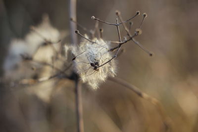 Close-up of wilted plant