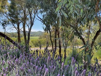 Scenic view of flowering trees on field