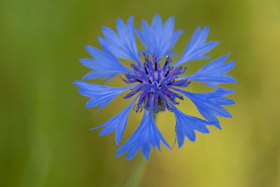 Close-up of purple blue flower