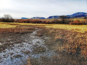 Scenic view of field against sky