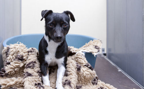 Portrait of dog looking at home