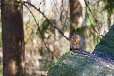 View of squirrel on tree trunk
