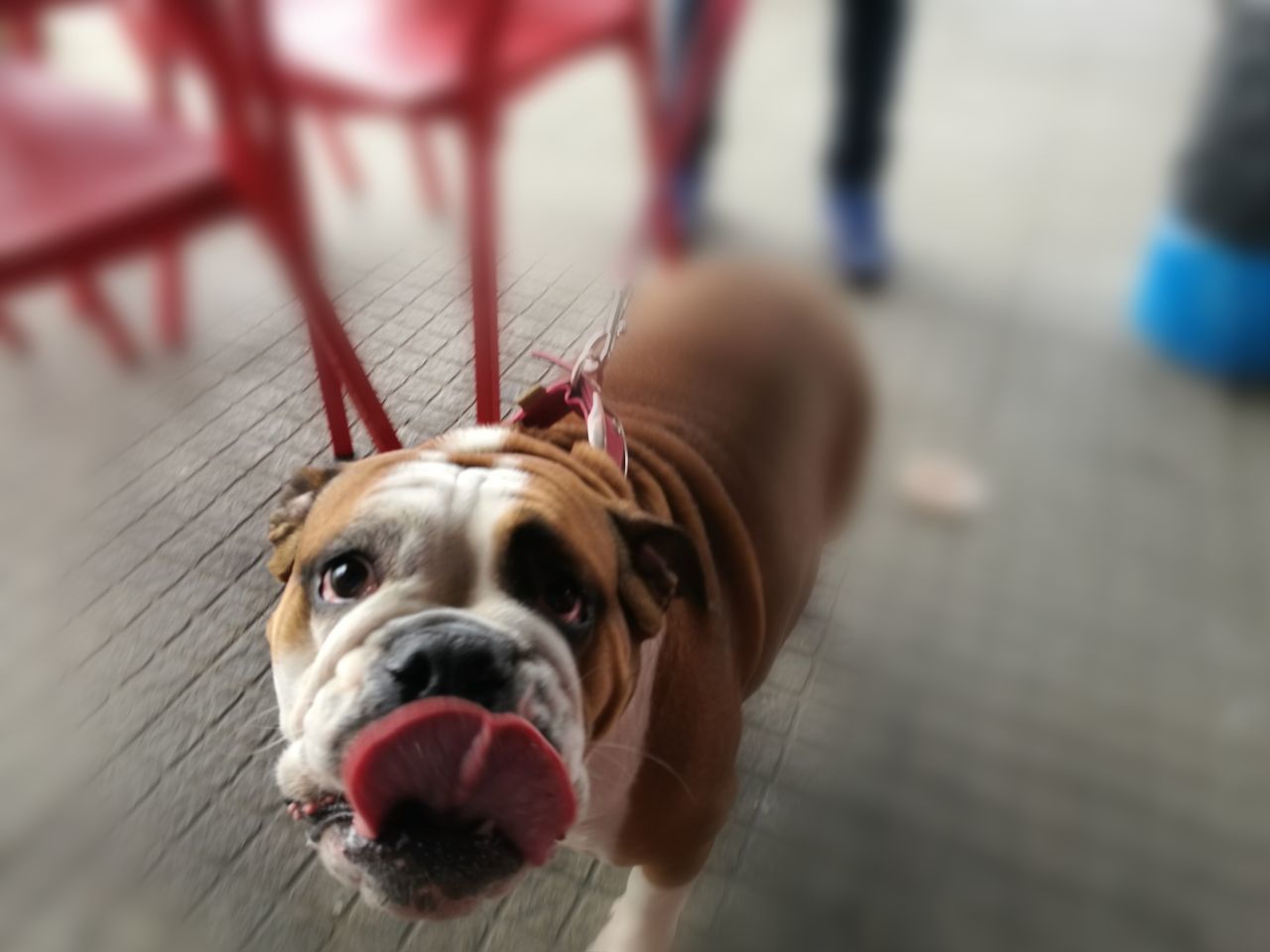 CLOSE-UP PORTRAIT OF DOG WITH MOUTH OPEN