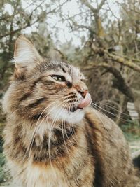 Close-up of cat looking away
