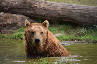 Portrait of brown bear in lake