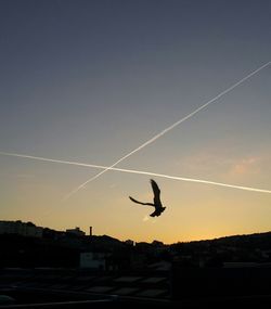 Low angle view of airplane flying in sky