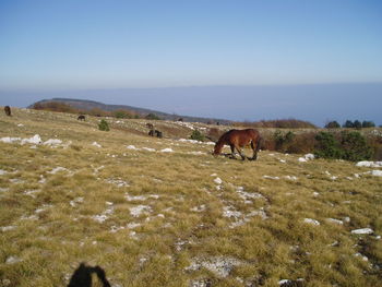 Horse grazing on landscape