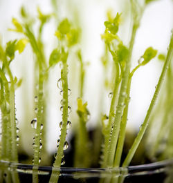 Close-up of water drops on plant