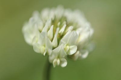 Close-up of white flowers