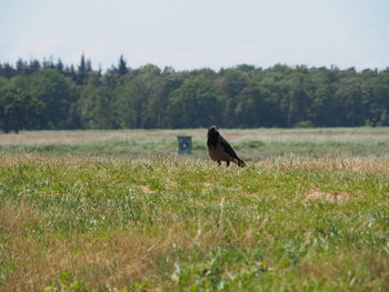 View of a bird on field