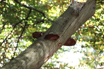 Low angle view of lizard on tree in forest