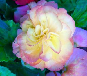 Close-up of pink flower