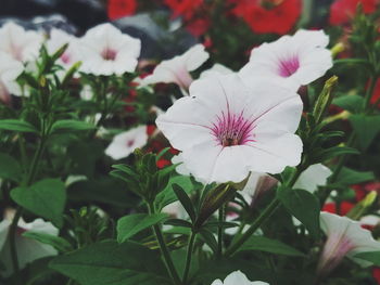 Close-up of white flowers blooming outdoors