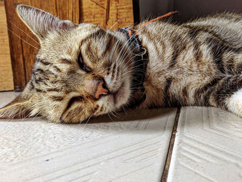 Close-up of a cat sleeping