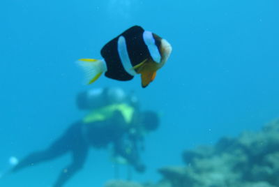 View of fish underwater