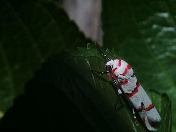 Close-up of insect on leaf