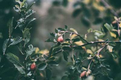 Close-up of berries growing on tree