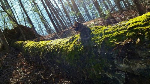 Trees growing in forest