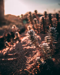 Close-up of plant growing on field against sky