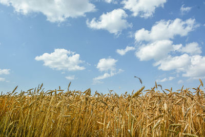 View of stalks in field against cloudy sky