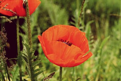Close-up of orange poppy in field