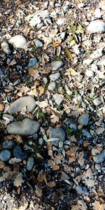 High angle view of dry leaves on rock