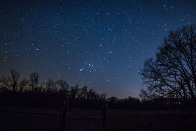 Trees against sky at night