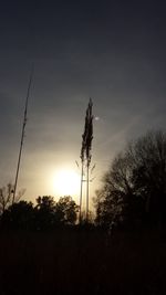 Low angle view of silhouette trees against sky at sunset