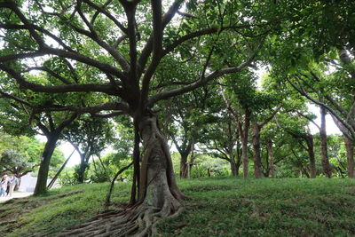 Trees in forest