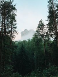 Trees in forest against clear sky