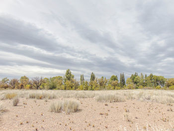 Trees on field against sky