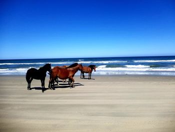 Horses riding horse on beach