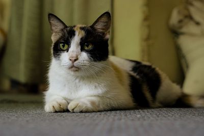 Close-up portrait of a cat at home