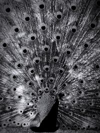 Close-up of feathers