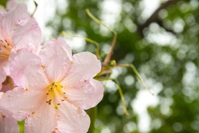 Close-up of fresh flowers blooming on tree