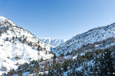 Mountain peaks covered with snow, where the forest grows. beldersay ski resort in uzbekistan